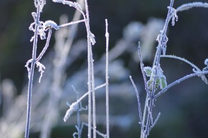 frosted stems
