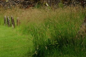 sward in need of a shave